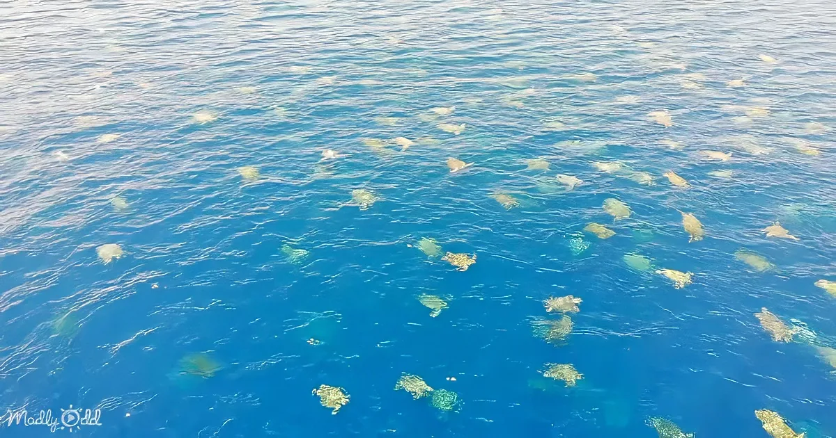 Numerous jellyfish float in vibrant blue ocean water, creating a mesmerizing pattern.