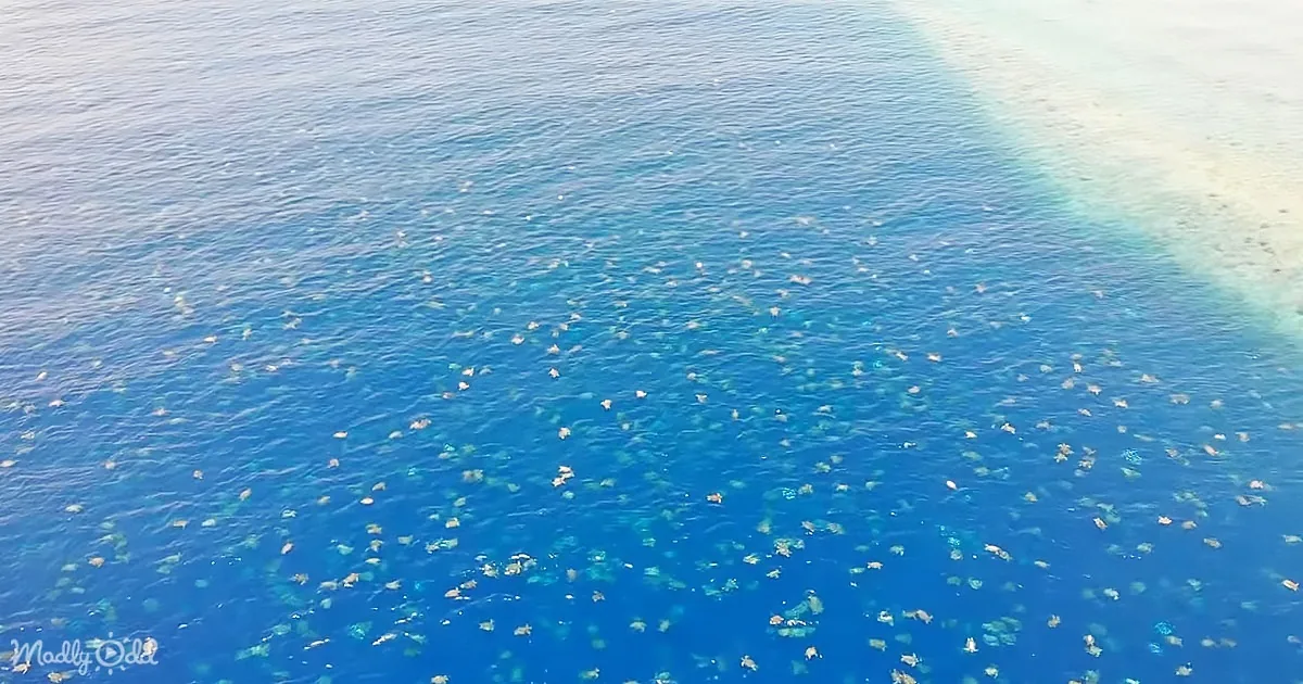 Stunning Congregation of Turtles off the Great Barrier Reef