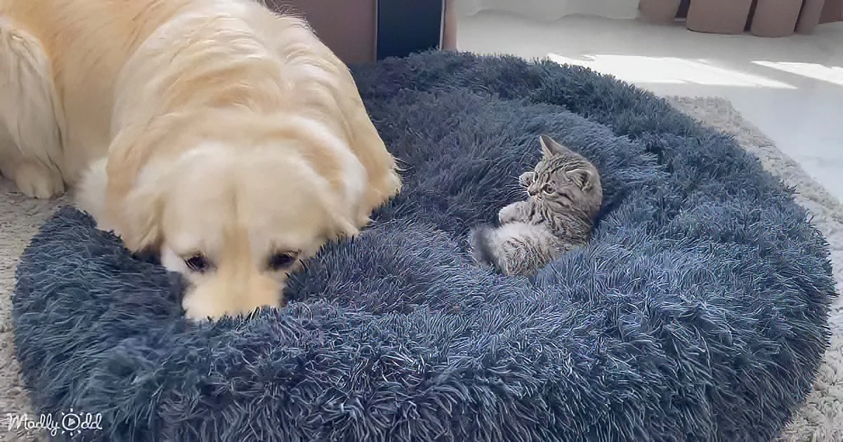 A golden retriever and a kitten share a cozy blue dog bed in a sunny room.