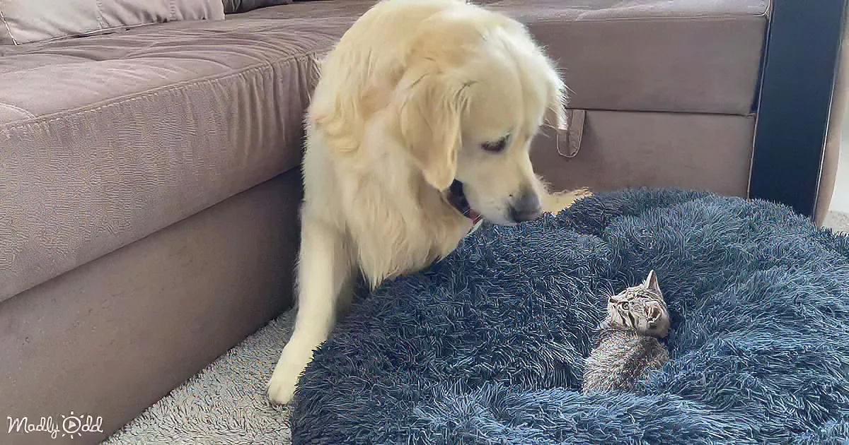 A golden retriever sniffs a kitten resting on a blue fluffy bed near a beige couch.