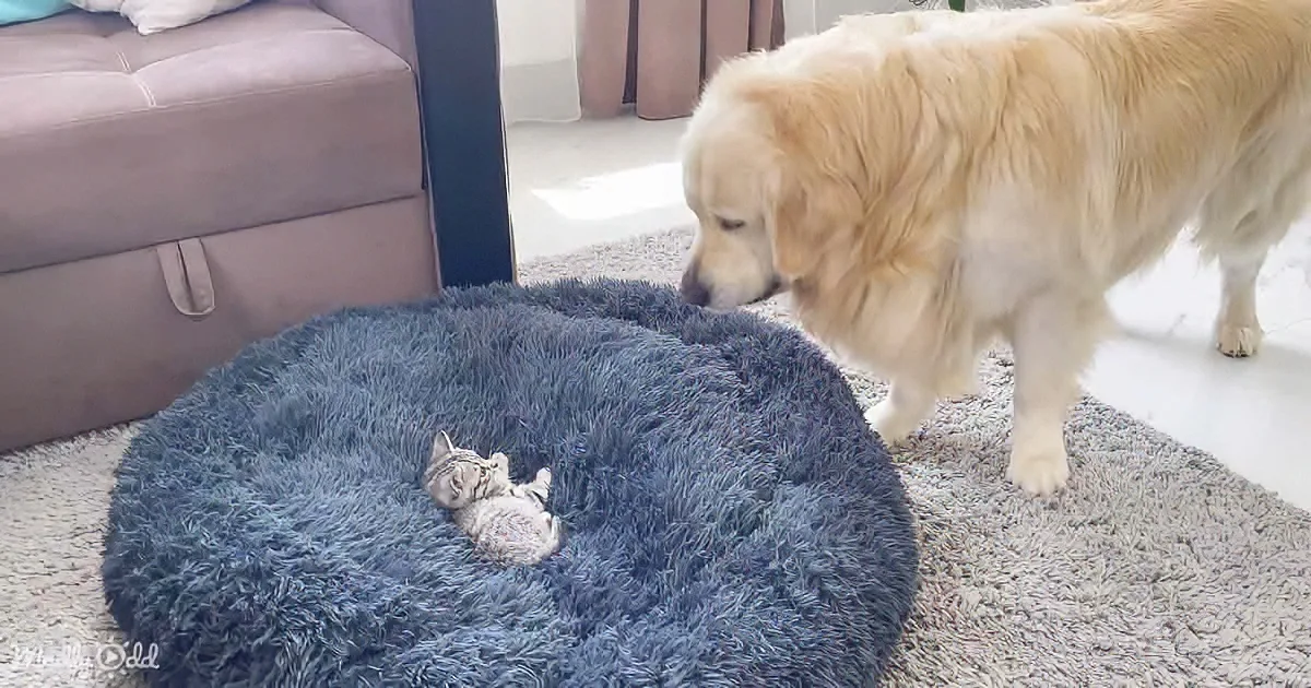 Goofy Golden Retriever's Epic Reaction to a Tiny Kitten on His Bed