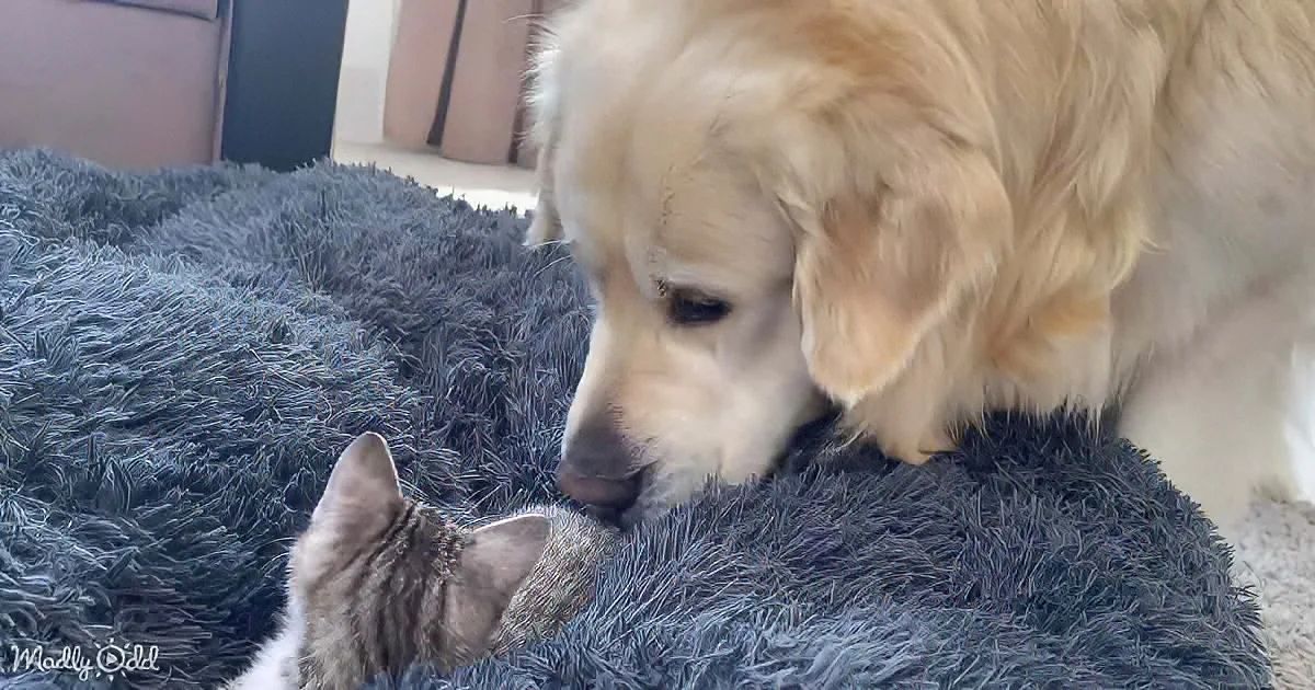 A golden retriever and a tabby cat are lying on a blue fluffy rug, facing each other.