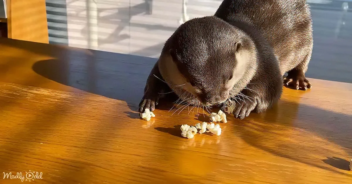 An otter is eating popcorn on a wooden table, with sunlight casting shadows in the background.