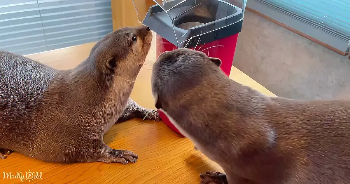 Two otters are interacting with a red and black container on a wooden surface.