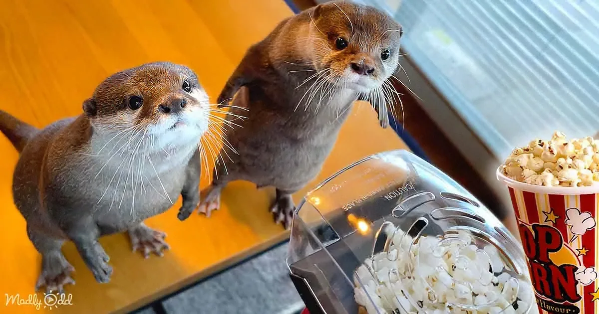 Adorable Otter Duo's Curious Encounter With a Popcorn Maker