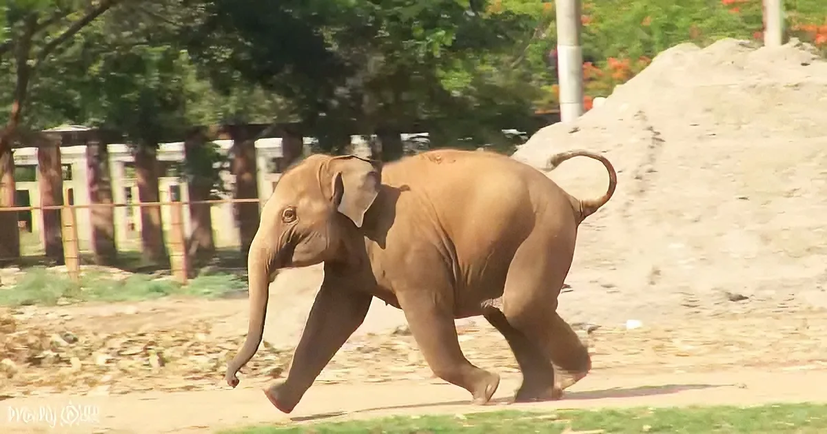 Happy Baby Elephant With Zoomies Just Can't Stop Running Around