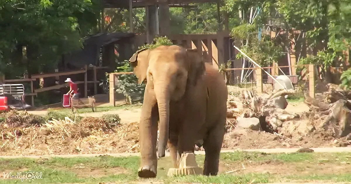 An elephant walks on grass near a person in a red shirt and hat, with trees and a wooden structure in the background.