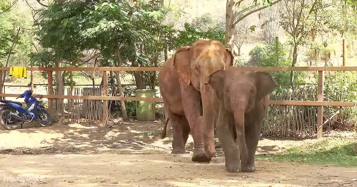 Two elephants stand in a fenced enclosure with a motorcycle and trees in the background.