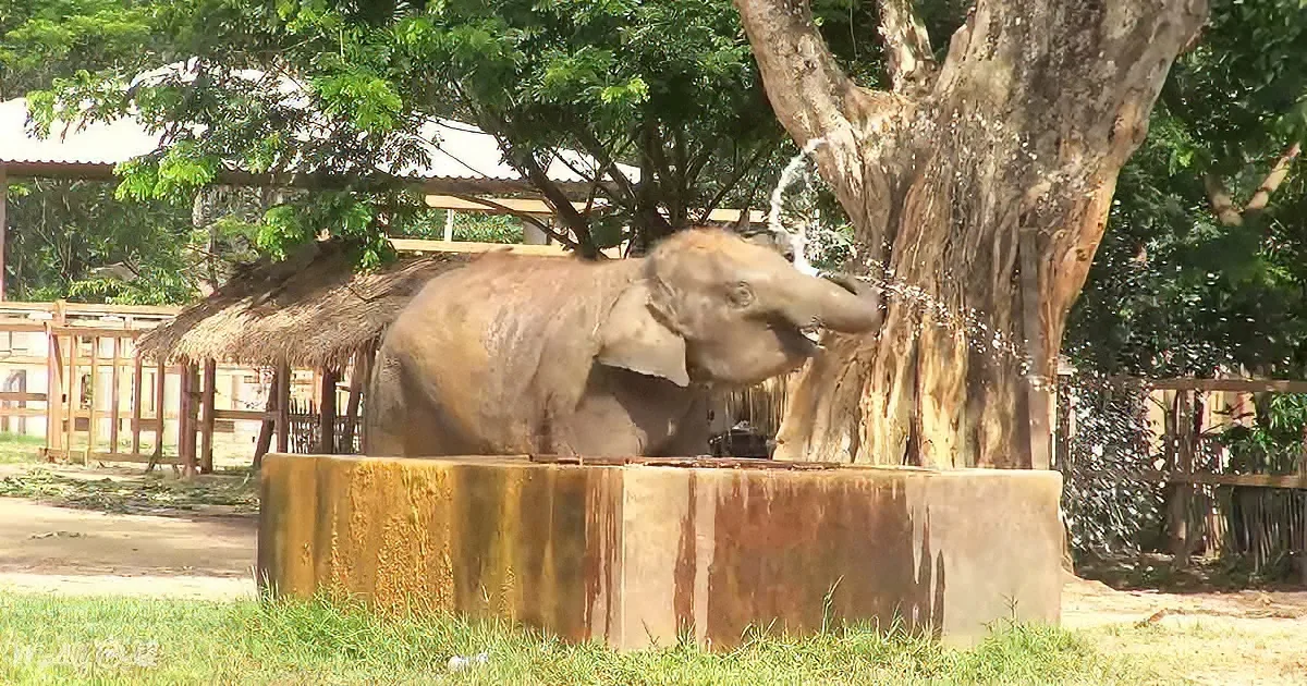 A wet baby elephant splashes water from its trunk near a tree in a zoo enclosure.
