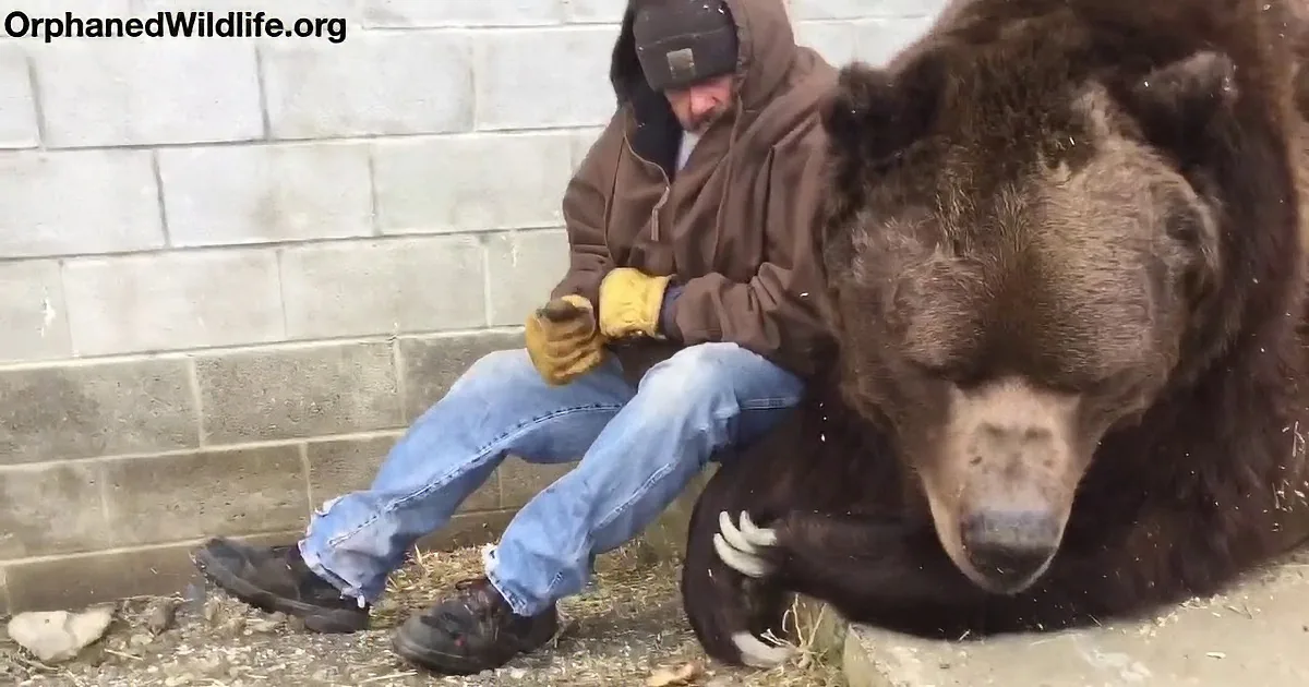 When a 1400 Lb Grizzly Bear Needs Extra Love...