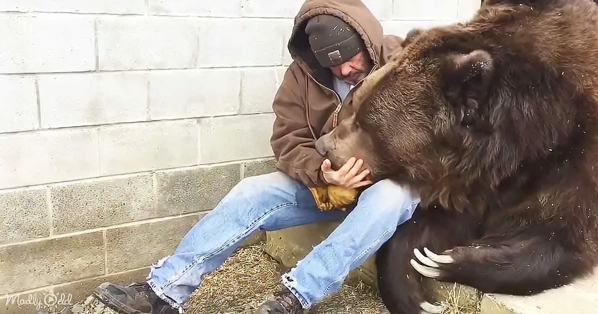 A man in a brown hoodie and jeans sits on a concrete wall, petting a large brown bear.
