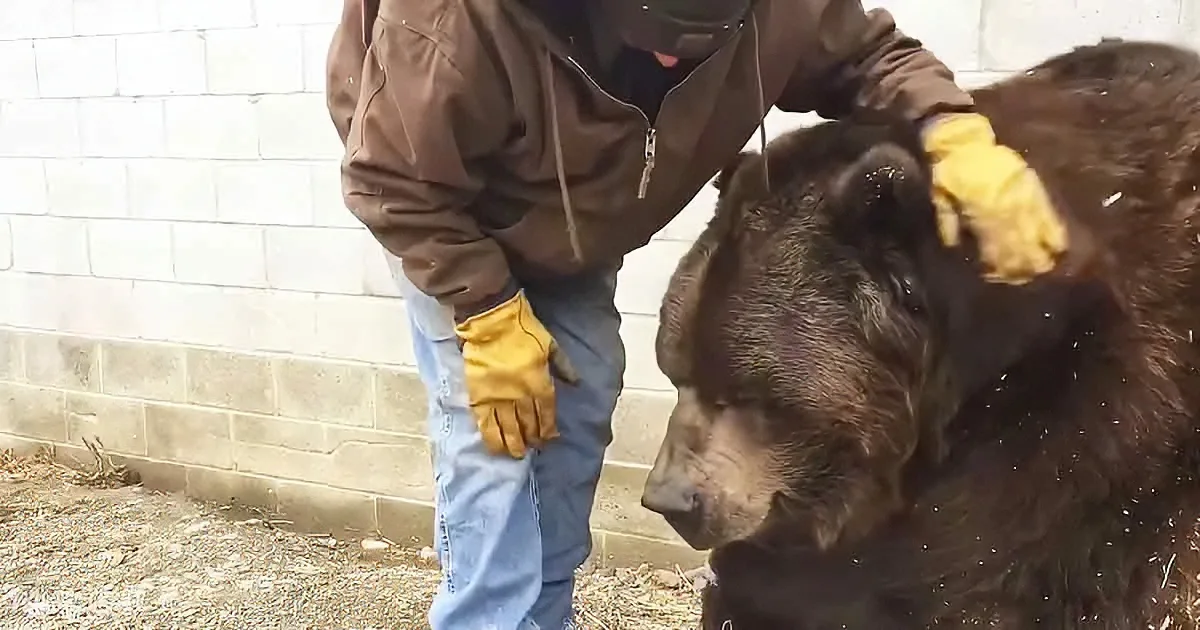 A person in a brown jacket and yellow gloves pets a large brown bear near a brick wall.
