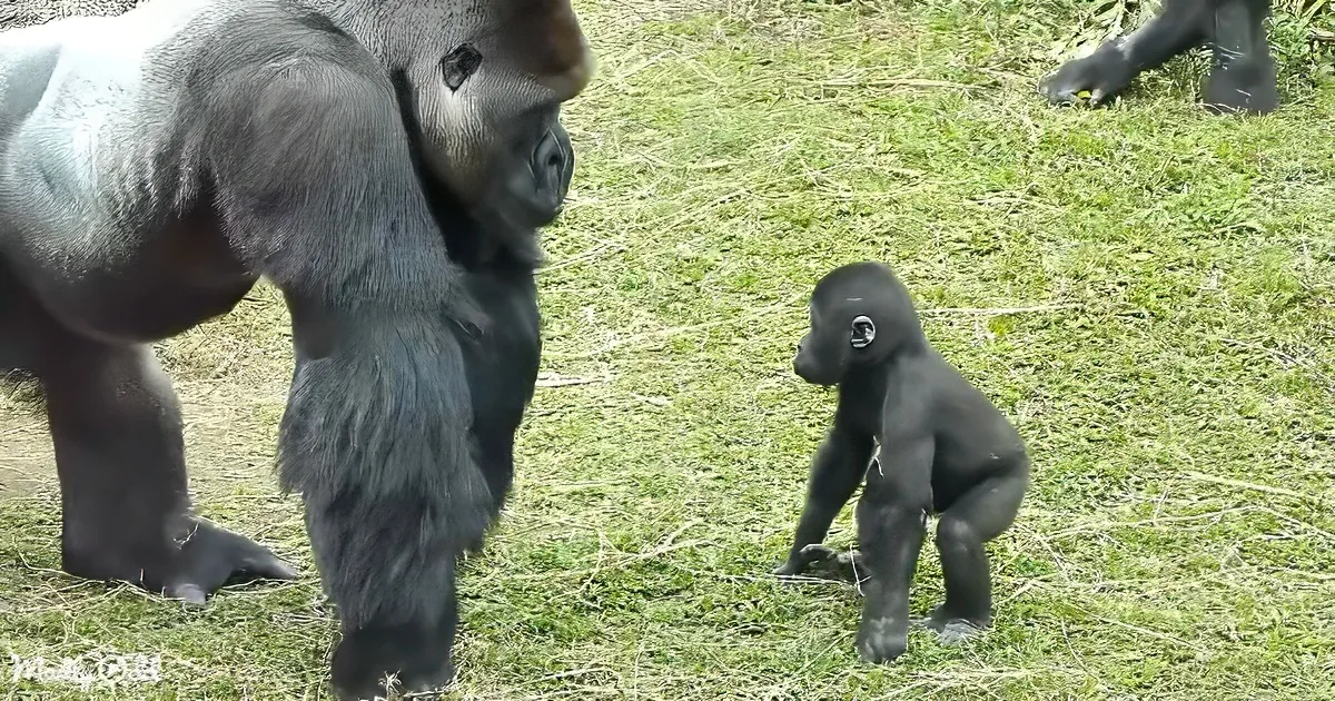 A baby gorilla stands on grass, looking up at a larger gorilla nearby.