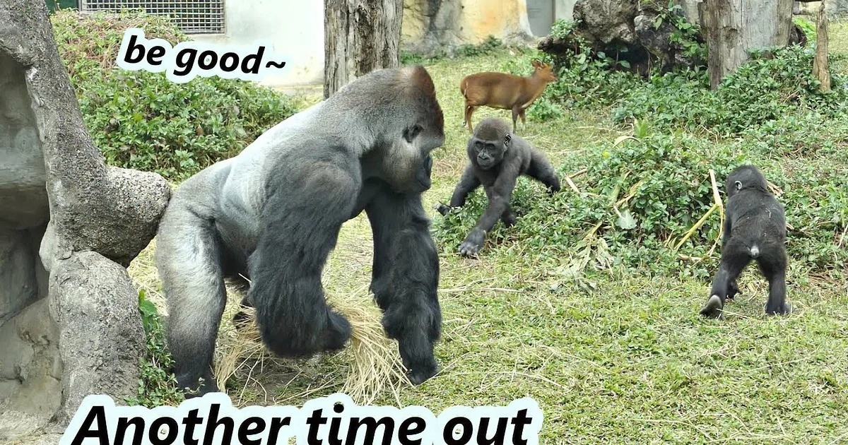 A Gorilla Dad's Loving Intervention in His Sons' Rough Play