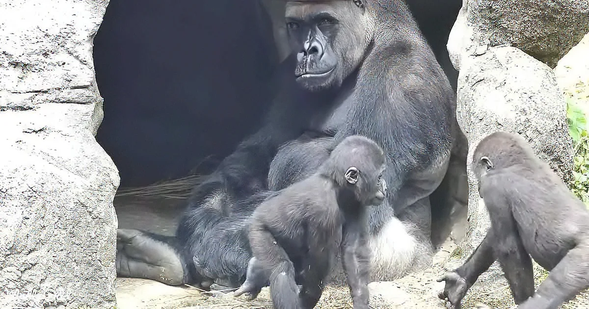 A gorilla sits protectively with two young gorillas, one resting on her back, in a rocky enclosure.