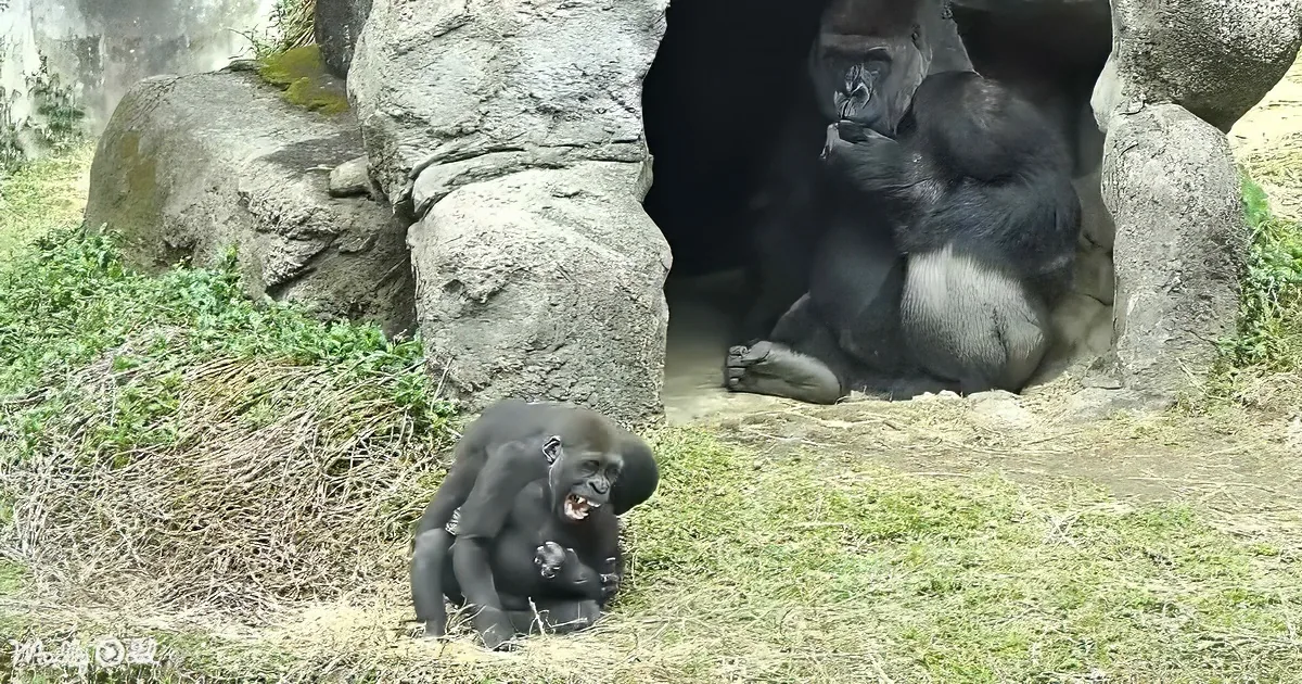 A gorilla sits in a rocky shelter while a smaller gorilla sits nearby on the ground.