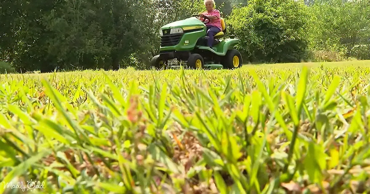 A person rides a green lawn mower across a grassy field with trees in the background.