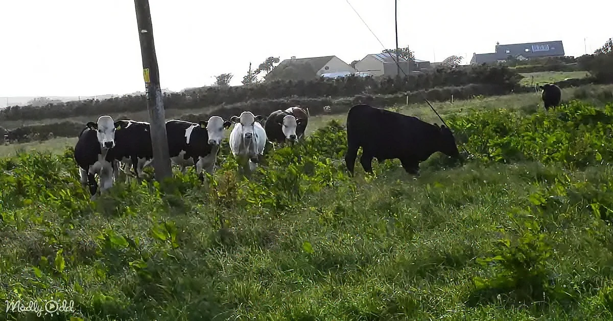 A herd of black and white cows grazes in a lush green field under a bright sky.