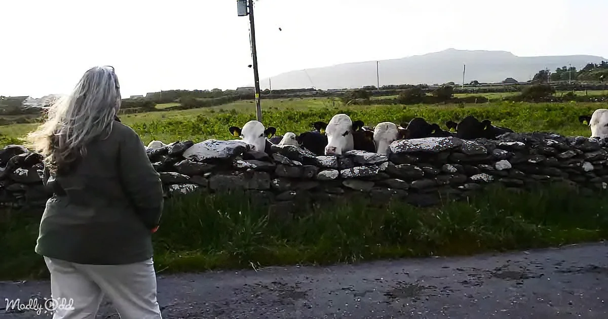 A woman with long hair stands on a road, facing a stone wall with cows behind it, under a bright sky.