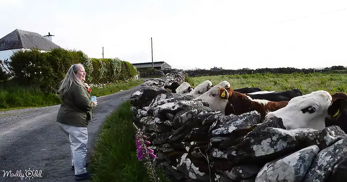 A woman stands on a rural road, smiling, with cows behind a stone wall nearby.