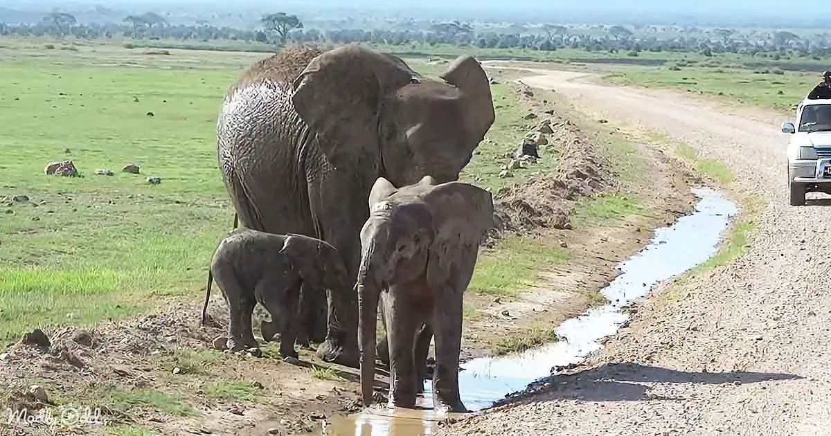 Elephants, including a large adult and two calves, are drinking from a small water puddle near a dirt road.