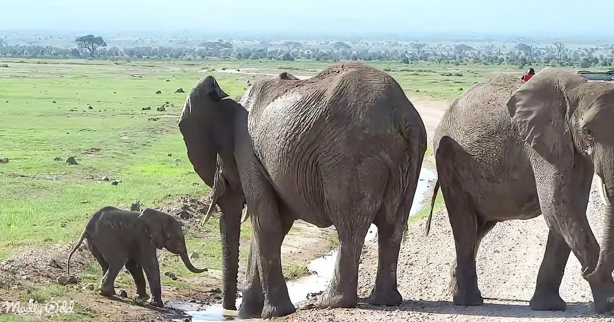 Baby Elephant Adorably Protests Against Crossing a Stream