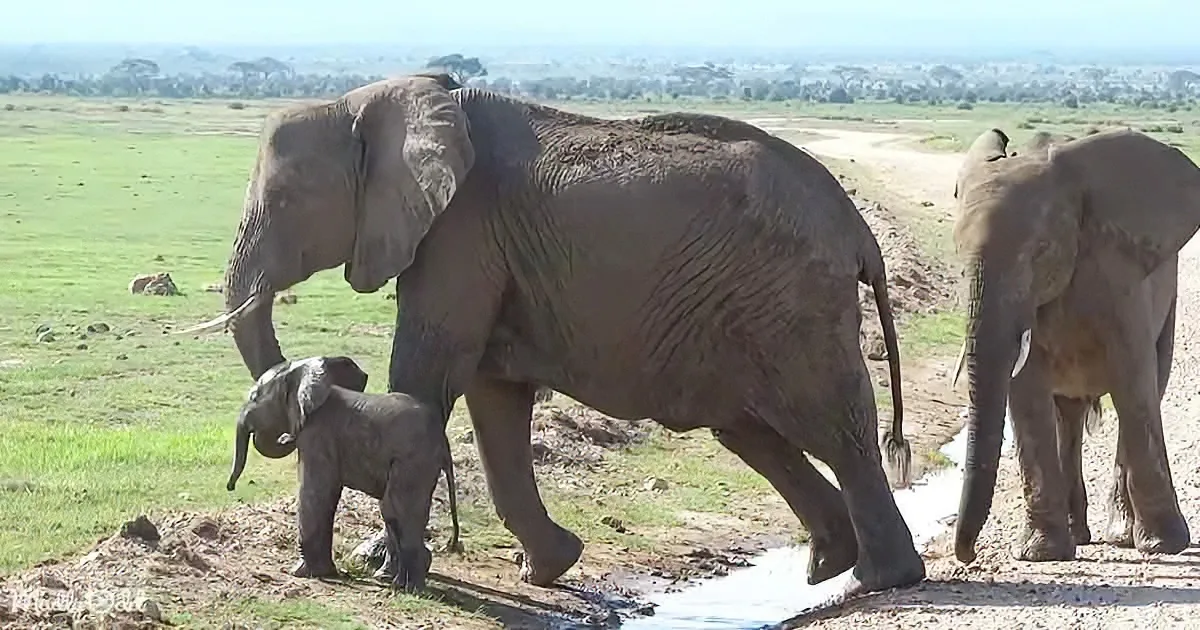 A large elephant and a baby elephant walk together on a grassy plain near a water source.