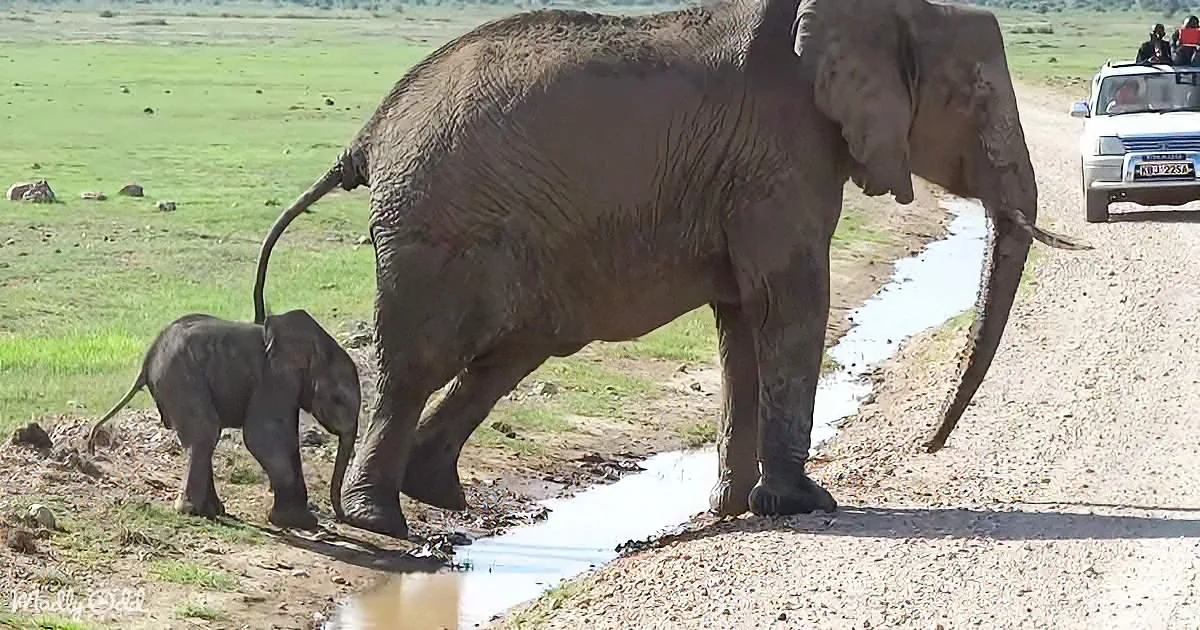 A mother elephant and her calf are walking along a dirt road near a puddle, with a car in the background.