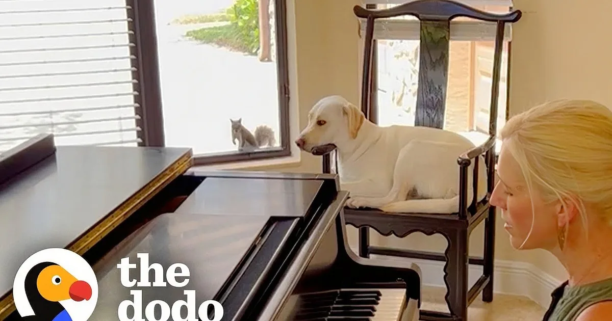 Squirrel's Daily Visit Forges Sweet Friendship With a Dog
