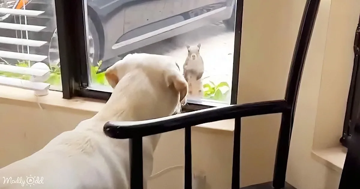 A white dog sits by a window, gazing at a squirrel outside, with a black railing in the foreground.