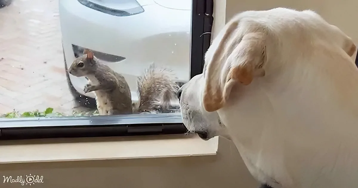 A white dog sniffs a squirrel through a window, both appearing curious.