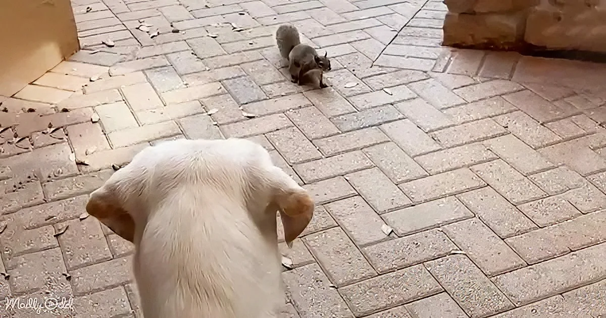 A white dog stands on a brick patio, facing a small squirrel in the distance.