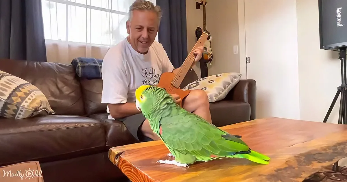 A green parrot perches on a wooden table while a man plays a ukulele in the background.