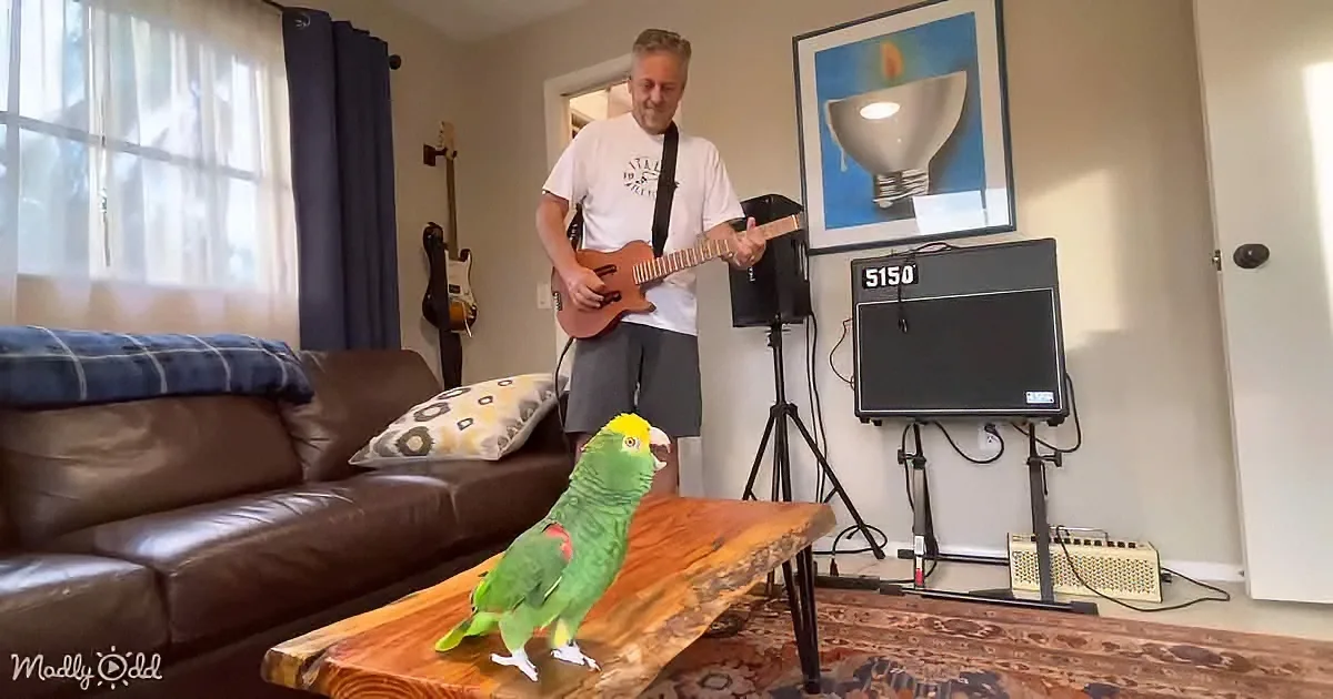 A man plays guitar in a cozy living room with a parrot perched on a coffee table.