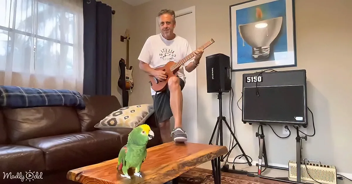 A man plays guitar while a parrot perches on a table in a cozy living room.