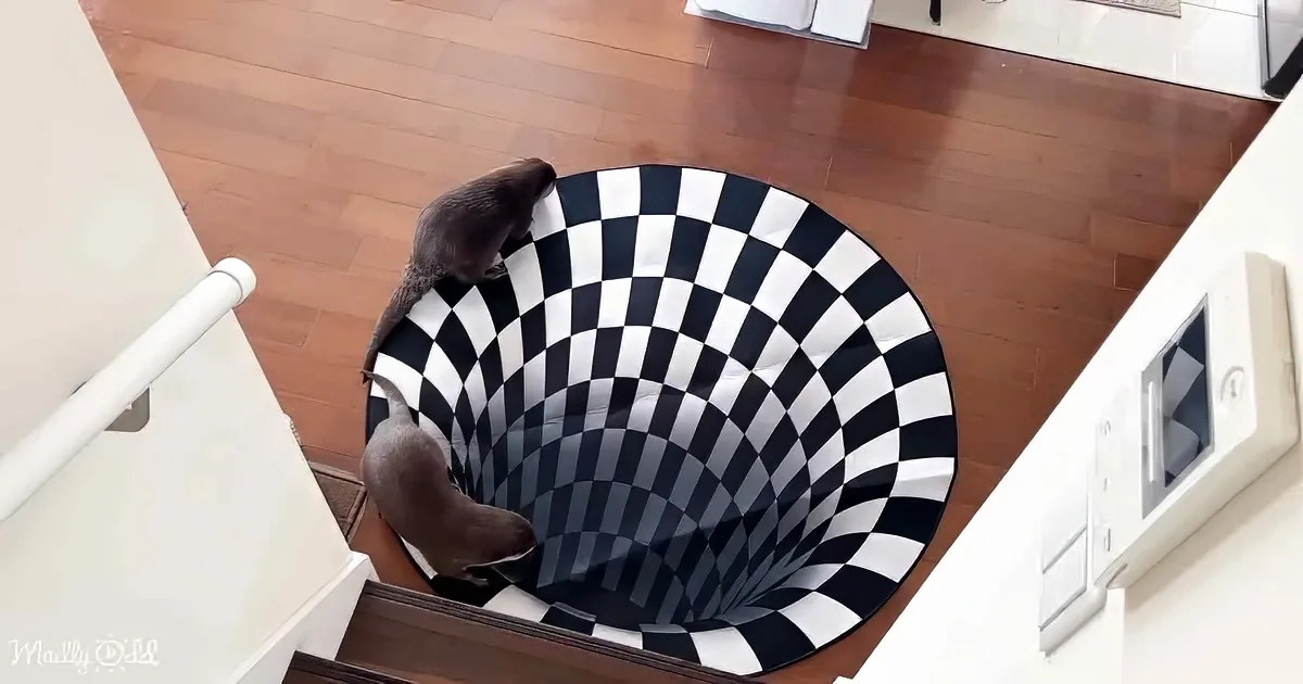 A dog stands on a black and white checkered rug that creates an optical illusion of a hole.