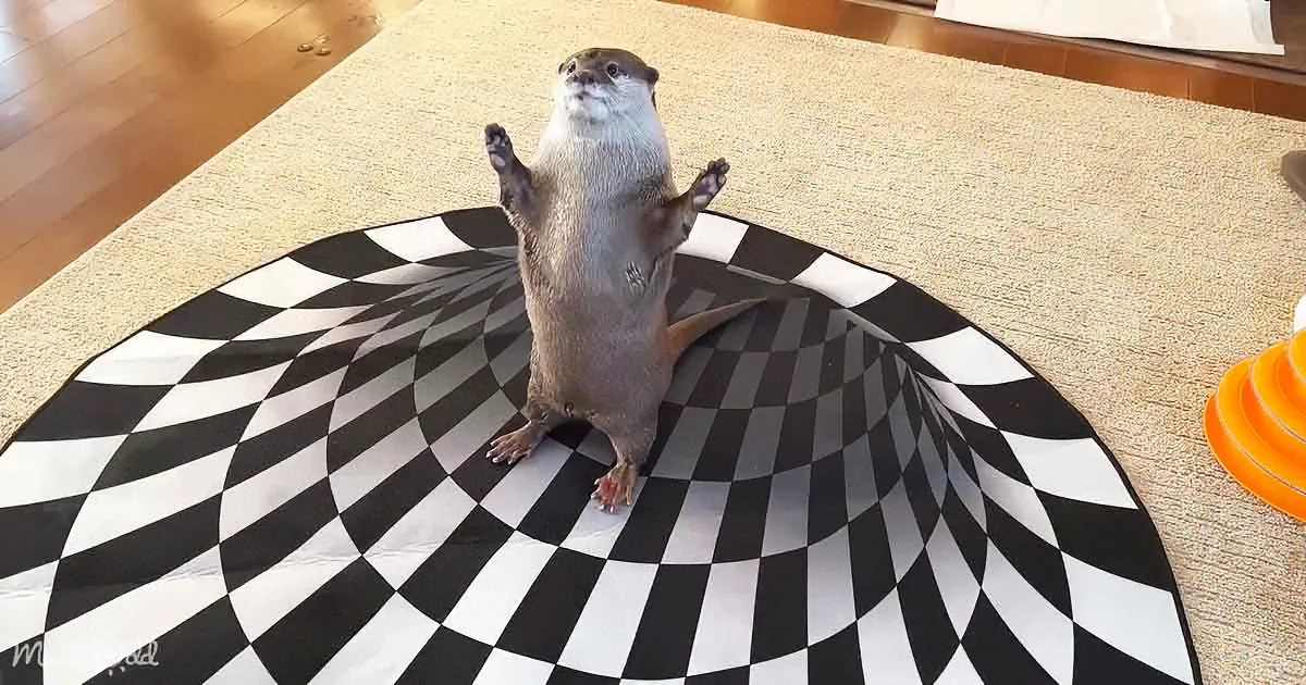 An otter stands on a black-and-white checkered rug, appearing to float above a hole.