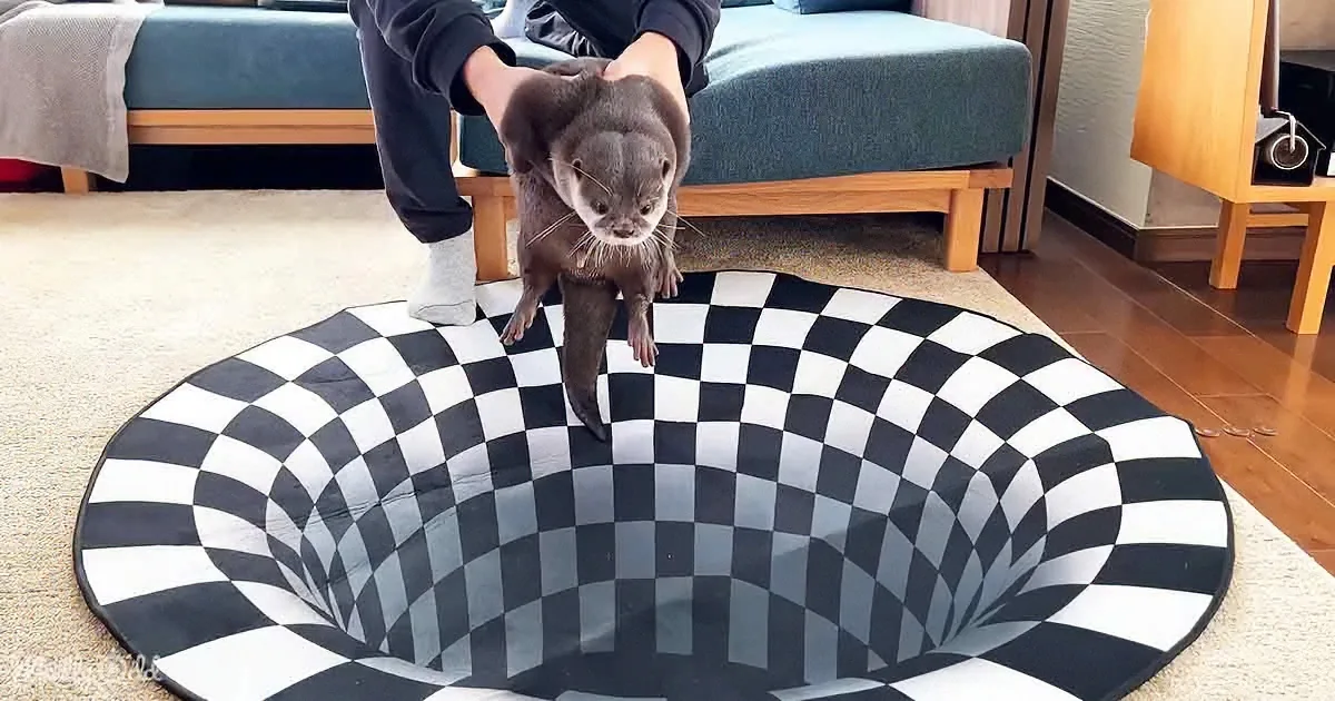 Otters + Indoor Sinkhole = Unforgettable Laughter Fest