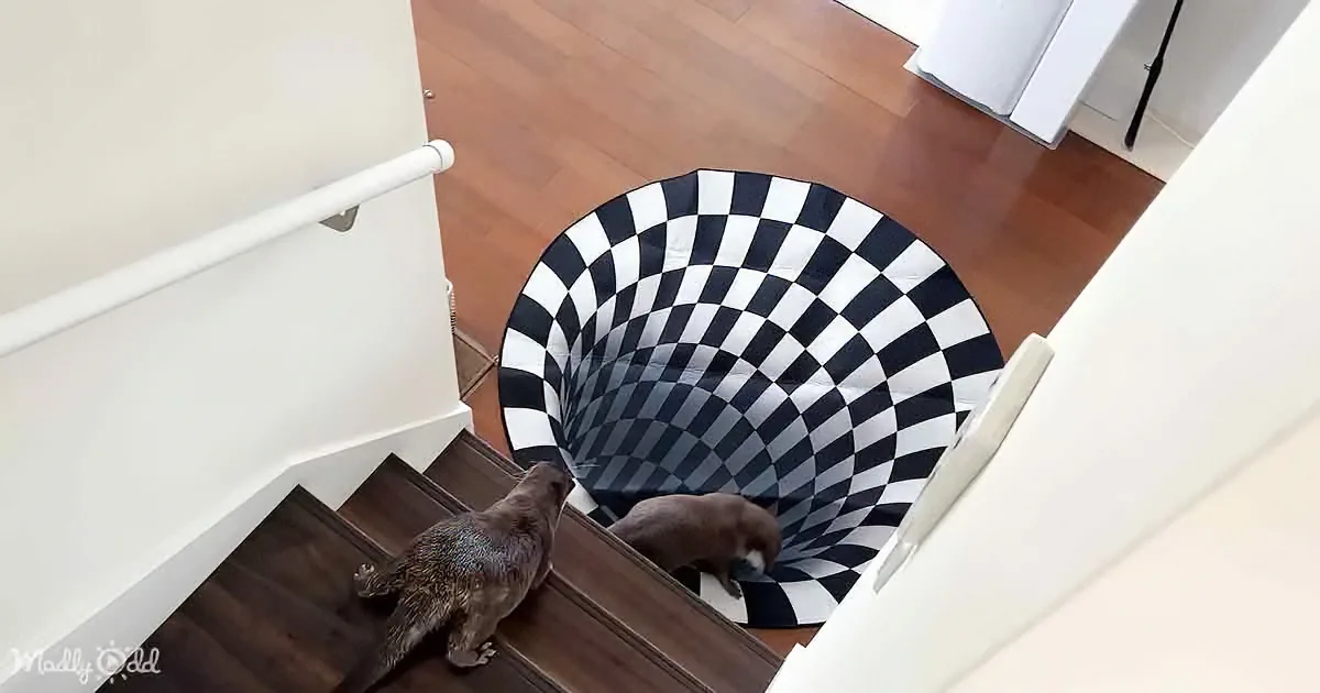 Two dogs on a staircase with a black and white checkered floor creating an optical illusion.