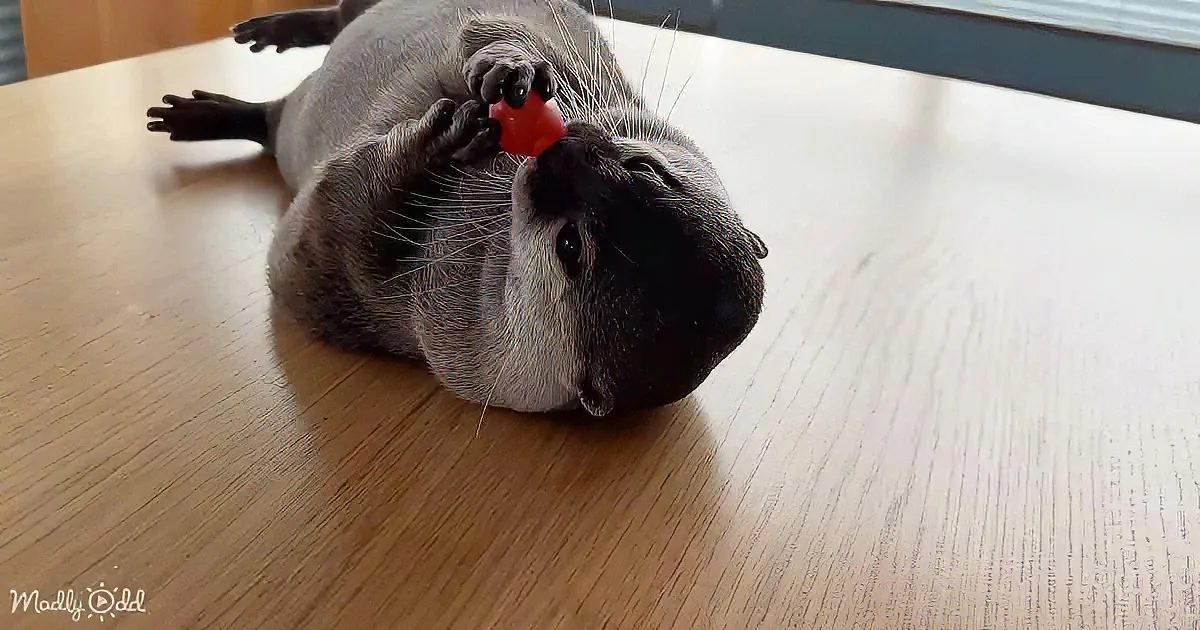 A gray cat lies on its back on a wooden table, holding a red object in its paws.