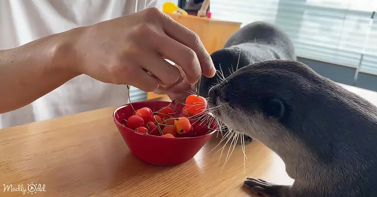 An otter is being fed cherries from a red bowl by a person's hand.