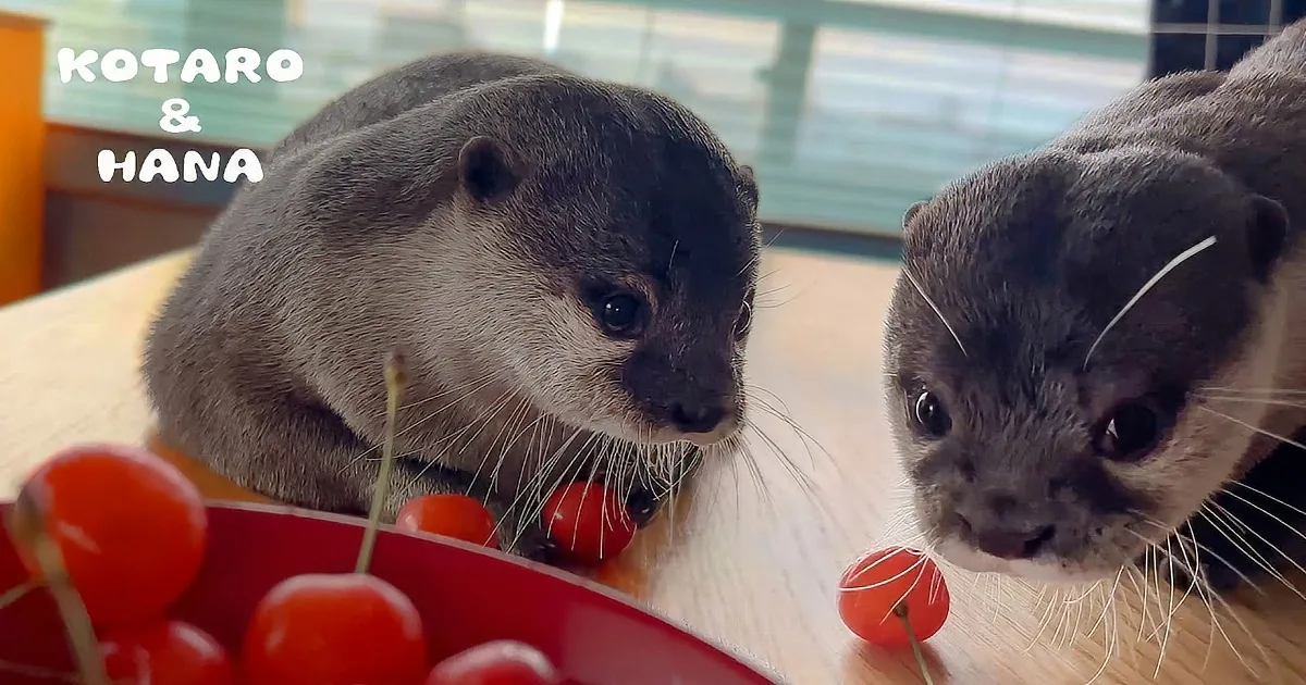 Playful Otters Juggle Cherries in an Adorable Display