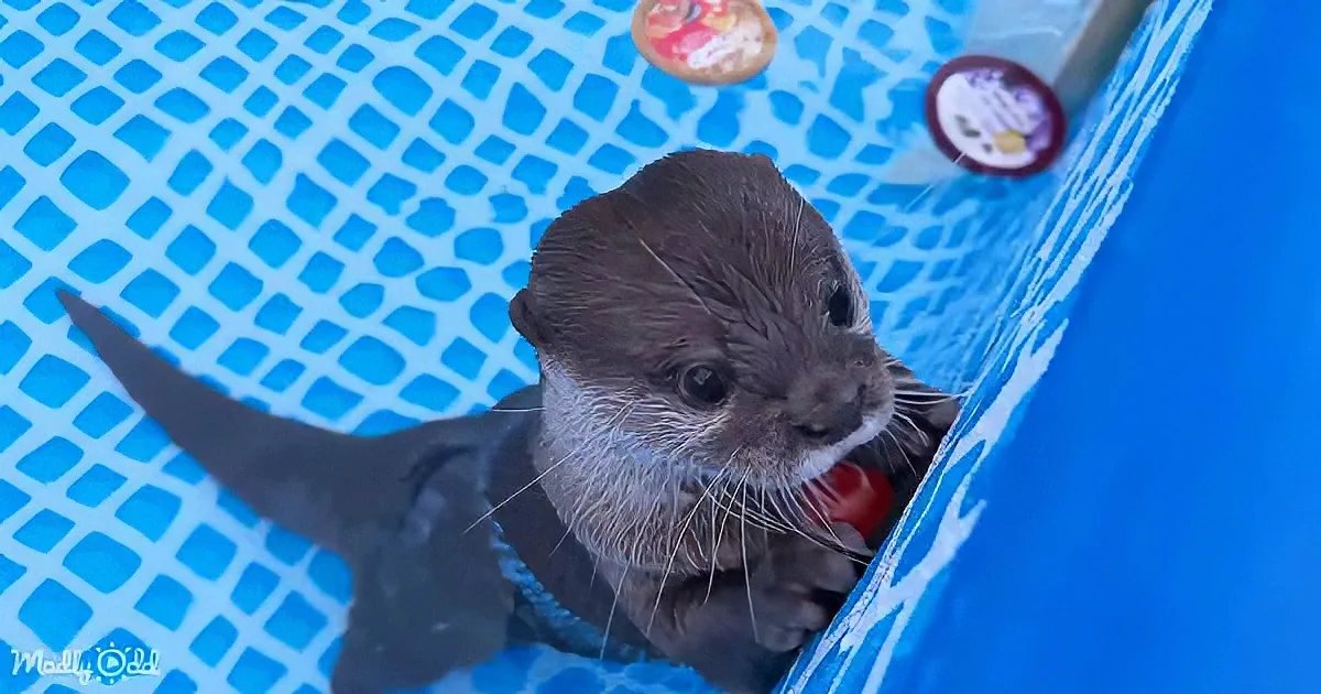 A playful otter in a pool, holding a red object, with a blue tiled background.
