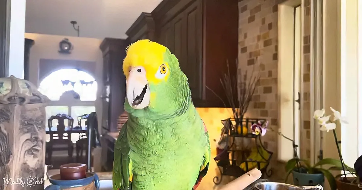 A vibrant green parrot with a yellow head perches indoors, surrounded by home decor and natural light.
