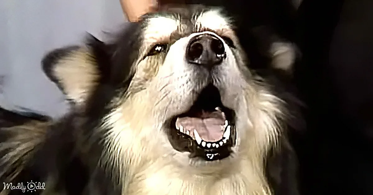 A close-up of a dog with its mouth open, showing teeth, and looking upwards.