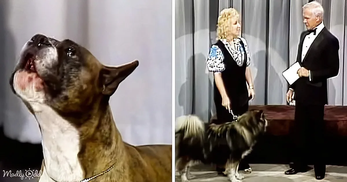 Unforgettable Carson Show of 1987 Features Singing Dogs Contest