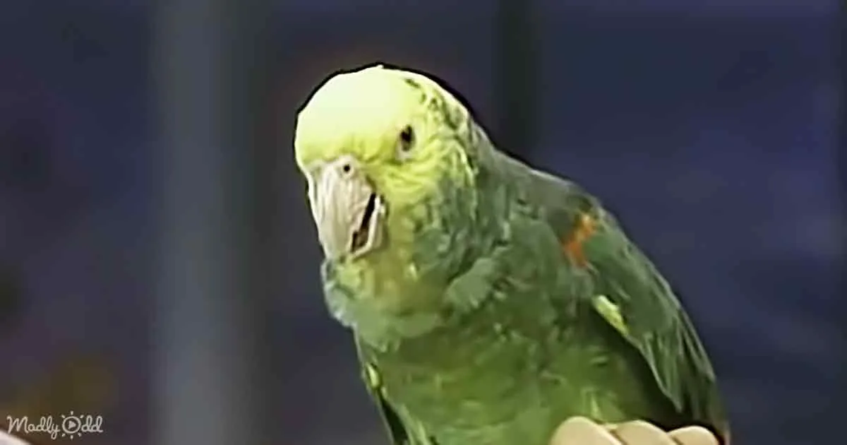A green parrot with a yellow head and orange feathers on its wings is perched on a branch.