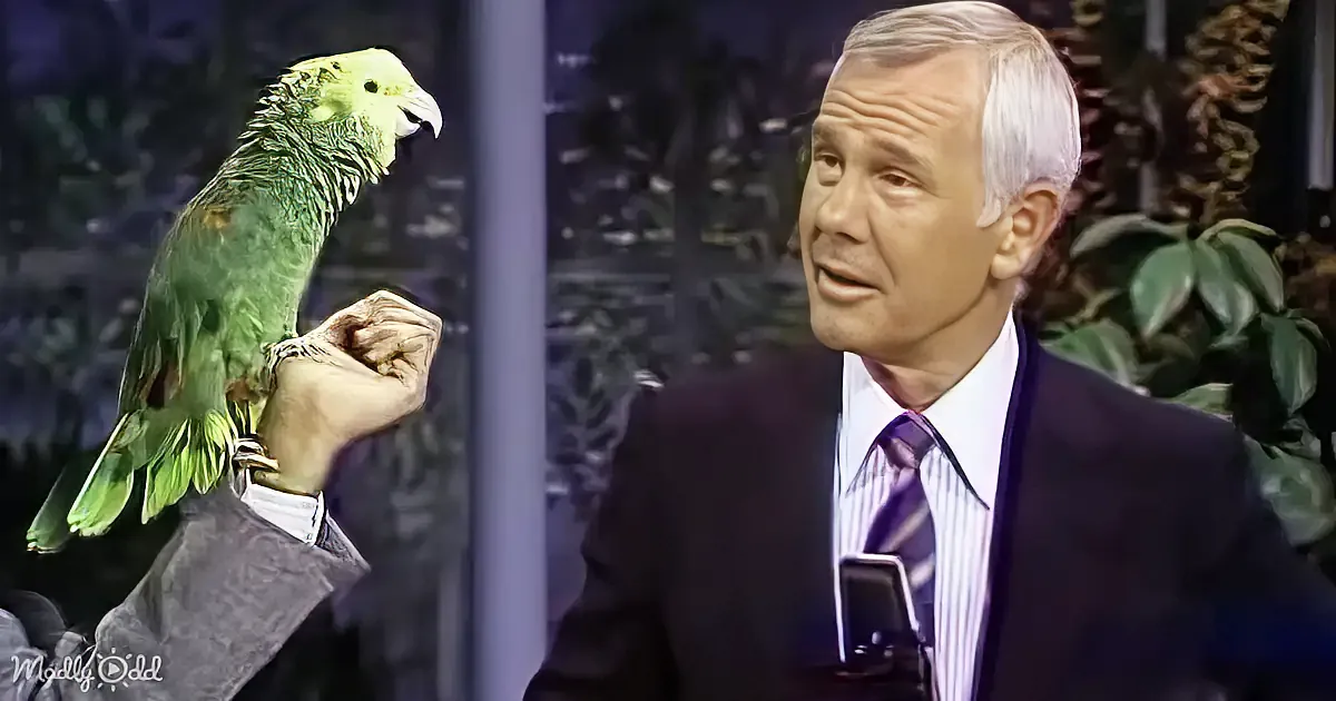Poncho the Parrot Sings on Carson Tonight Show