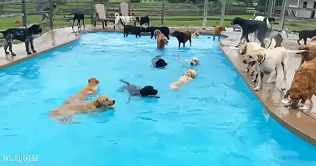 A group of dogs, both swimming and standing, are gathered in a pool on a rainy day.