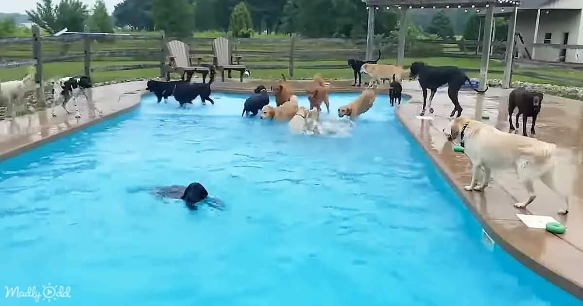 A group of dogs is gathered around a swimming pool, with one dog swimming and others standing or sitting on the pool deck.